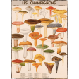 Mushrooms Les Champignons Framed Poster Cheap