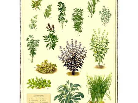 Herbs Framed Poster Fashion