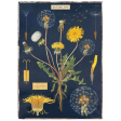 Dandelion Framed Poster Online now