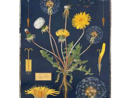 Dandelion Framed Poster Online now