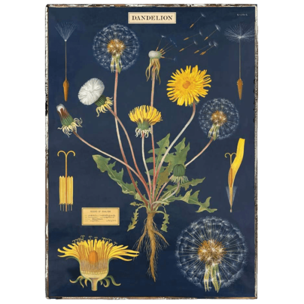 Dandelion Framed Poster Online now