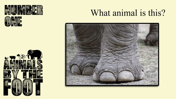 Animals By The Foot For Discount