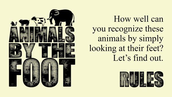 Animals By The Foot For Discount