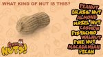 Ahh Nuts! Online now